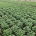 国庆菊杯苗国庆菊基地批发一手货源