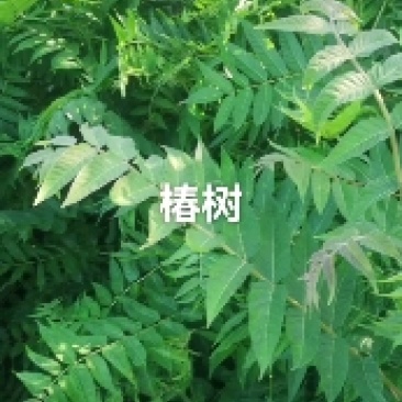 臭椿树苗，又名春树，长的快，耐旱，耐冻，各地都能栽
