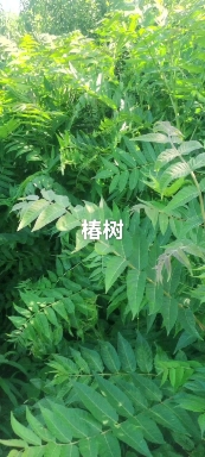 臭椿树苗，又名春树，长的快，耐旱，耐冻，各地都能栽