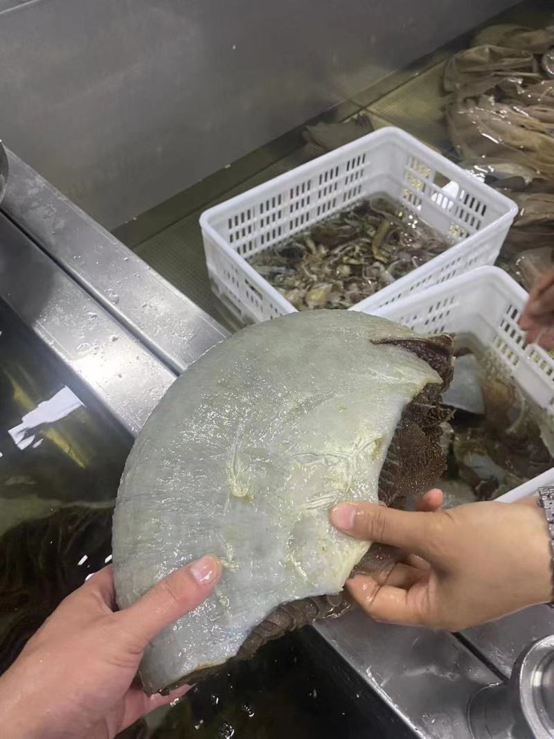 牛毛肚个子毛肚牛百叶带底板整个5斤装大叶片火锅食材