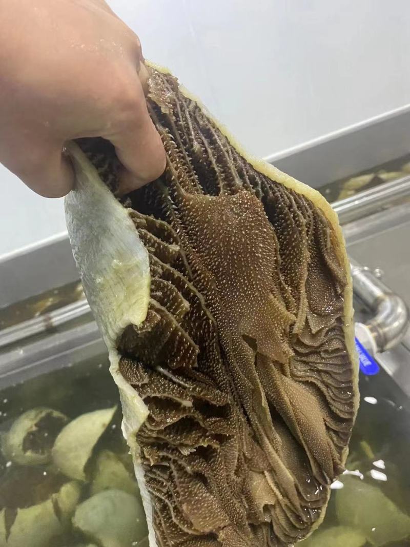 牛毛肚个子毛肚牛百叶带底板整个5斤装大叶片火锅食材