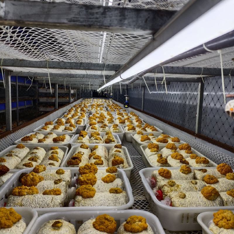 金耳菌包源头厂家，量大价格优，需要请联系