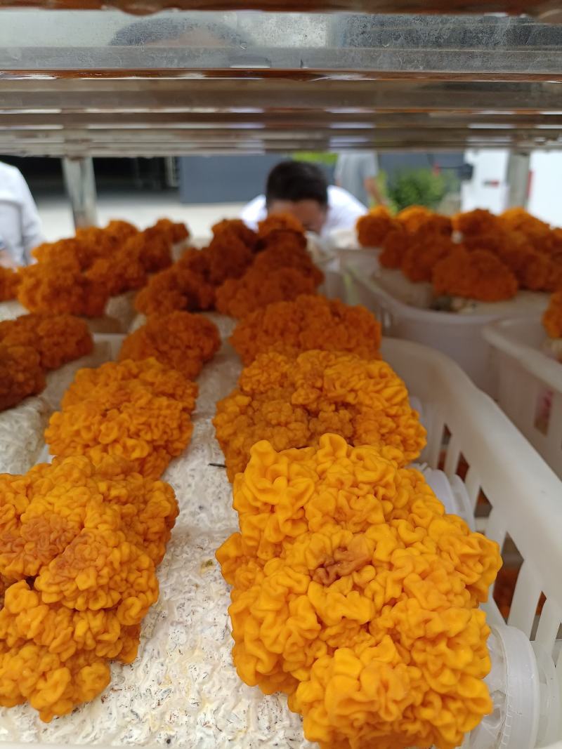金耳菌包源头厂家，量大价格优，需要请联系