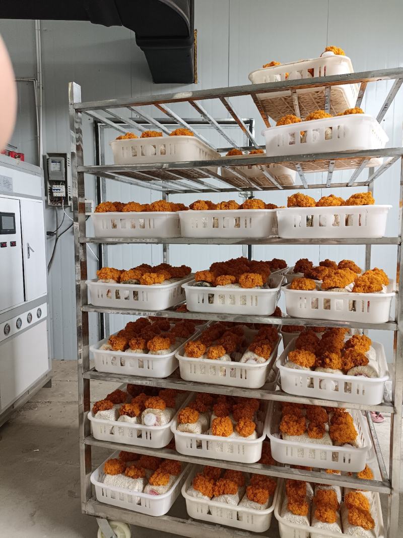 金耳菌包源头厂家，量大价格优，需要请联系