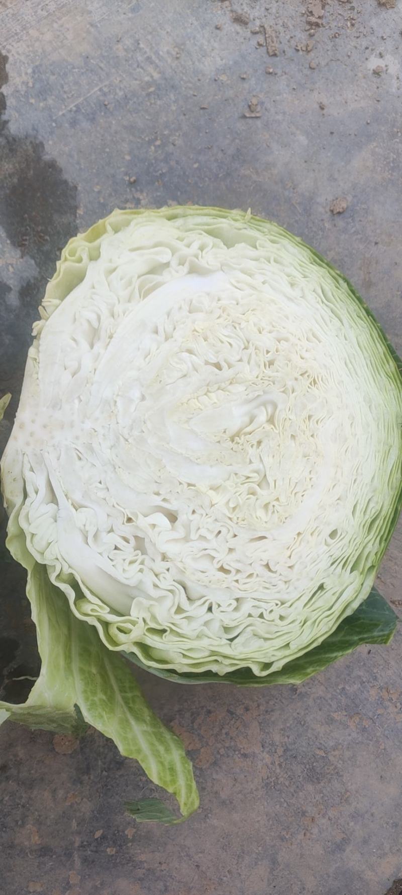 宁夏菜苔