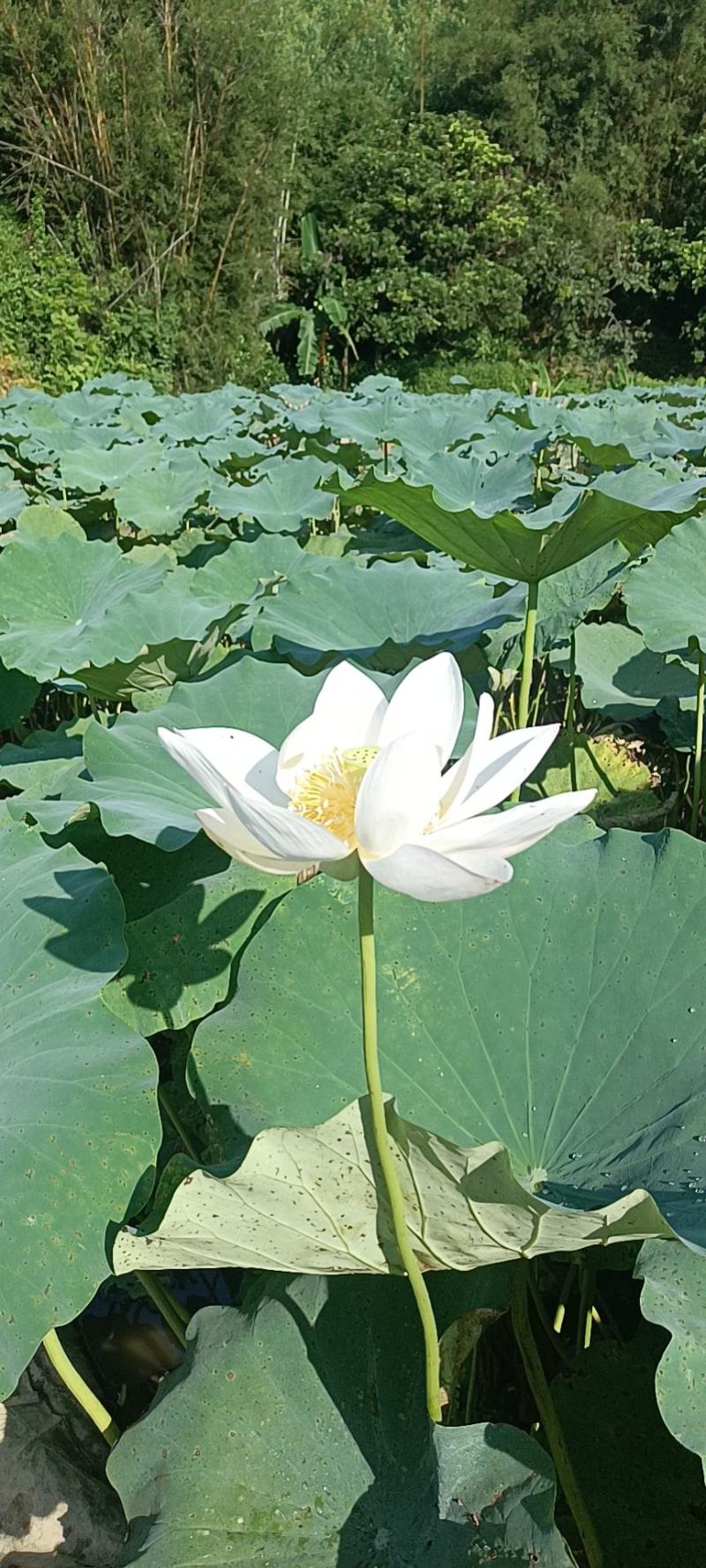 本地私人基地种植当年种植当年收粉糯香型煲汤莲藕种苗