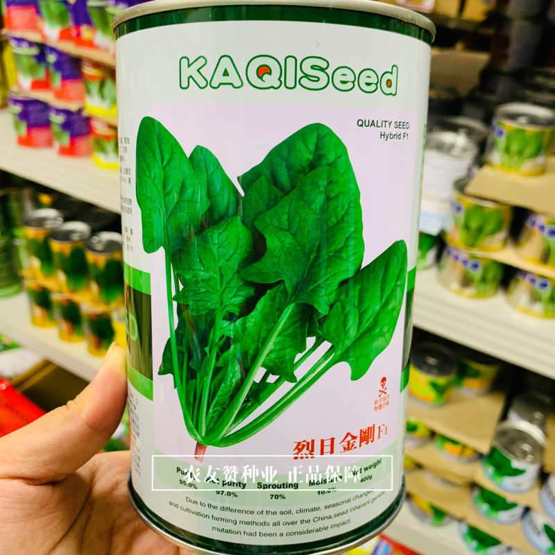 卡其烈日金刚菠菜种子耐热菠菜种子杂交一代大叶菠菜高产