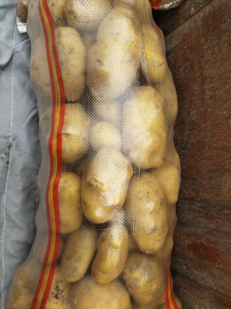 《精选》土豆，河北邯郸黄心土豆大量供应，