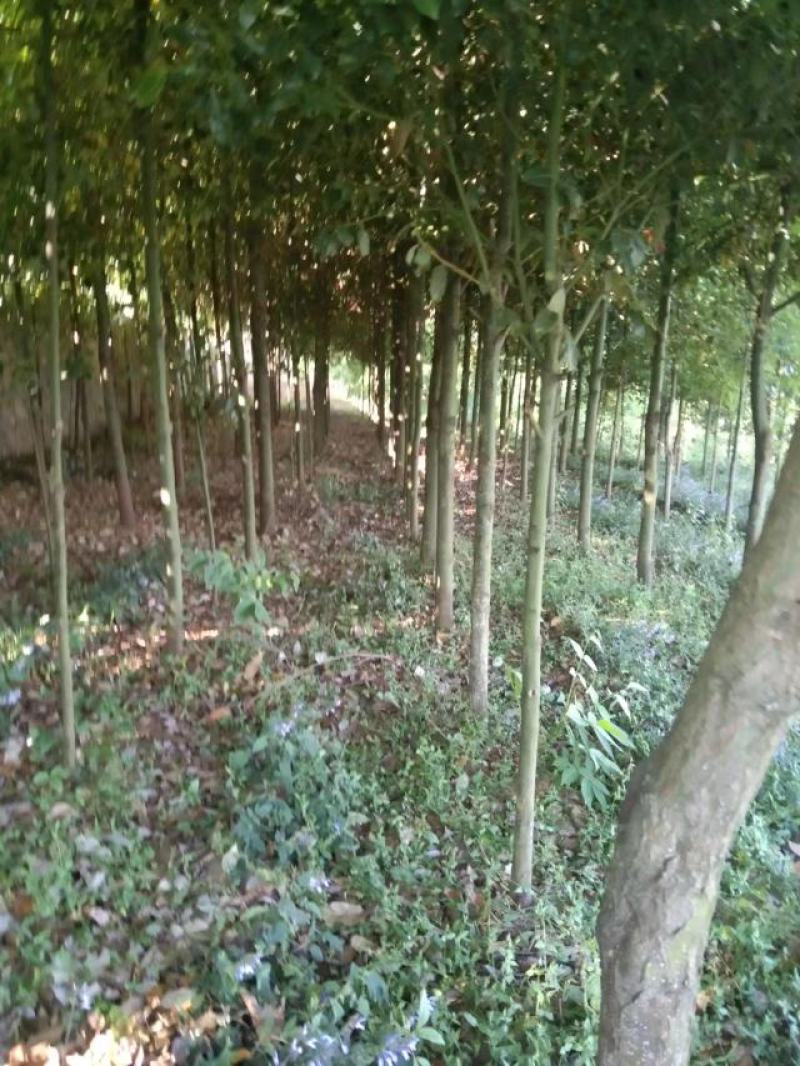 香樟树