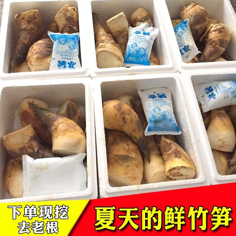 福建古田县（马蹄笋）可以生吃的笋当季新鲜山货