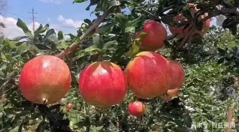 云南软籽石榴支持视频看货产地直发品质保证欢迎联
