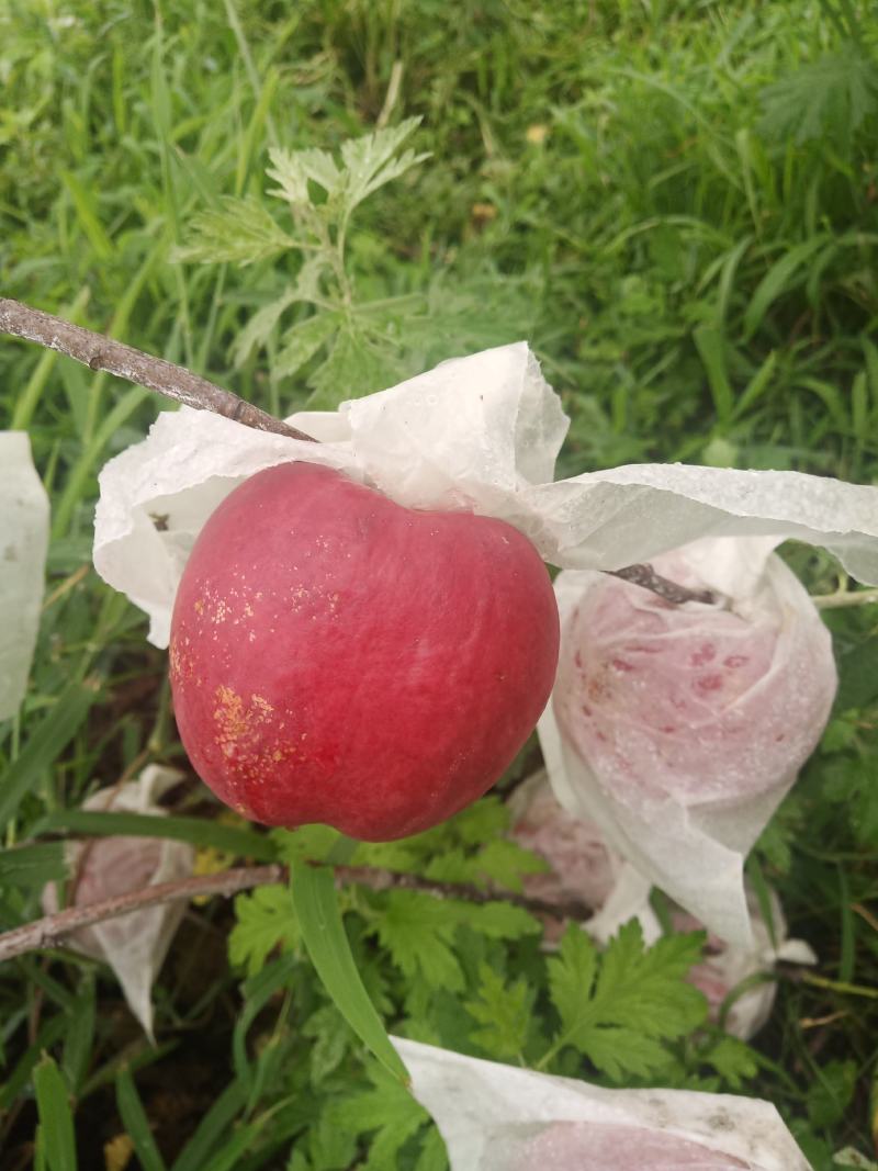 油20