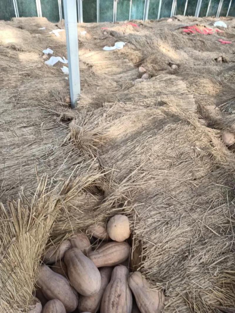 密本南瓜，欧冠，金船等各型蜜本，瓜大，味甜，糯性，含水少