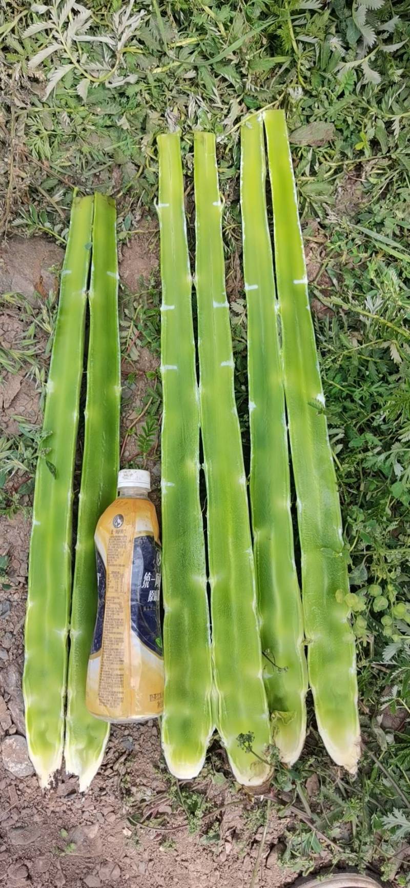 高原夏菜杆子电商美团整车接单