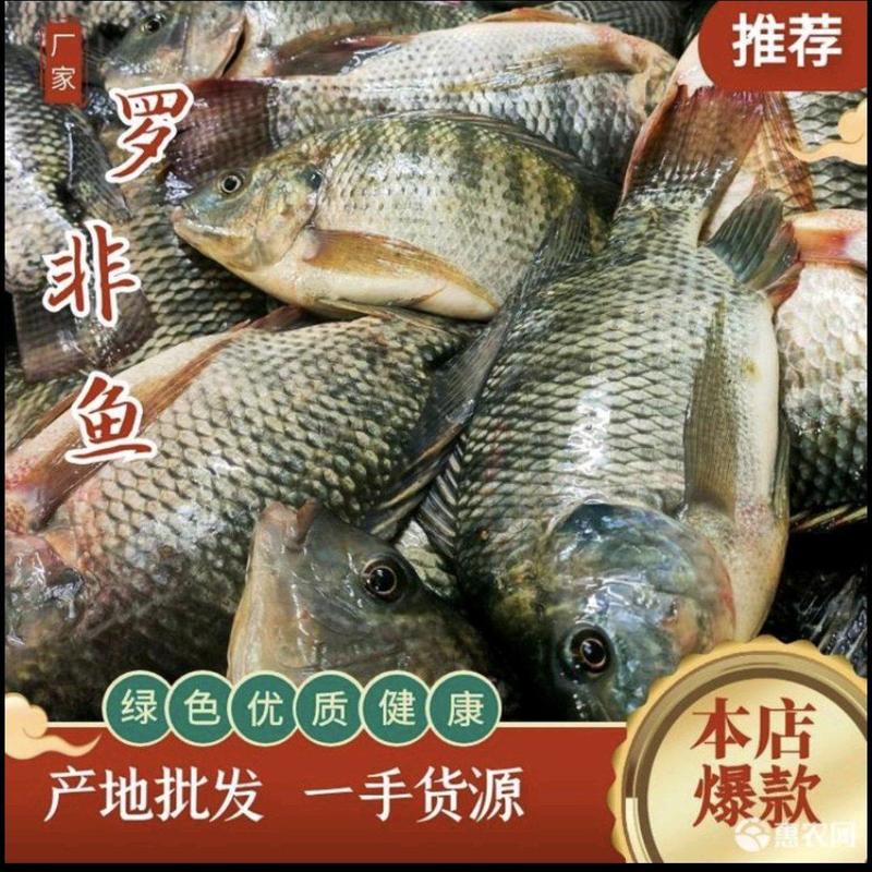 广东优质罗非鱼，餐饮供应/烧烤、液氮冷冻保证口感品质保障