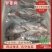 广东优质罗非鱼，餐饮供应/烧烤、液氮冷冻保证口感品质保障