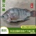 广东优质罗非鱼，餐饮供应/烧烤、液氮冷冻保证口感品质保障