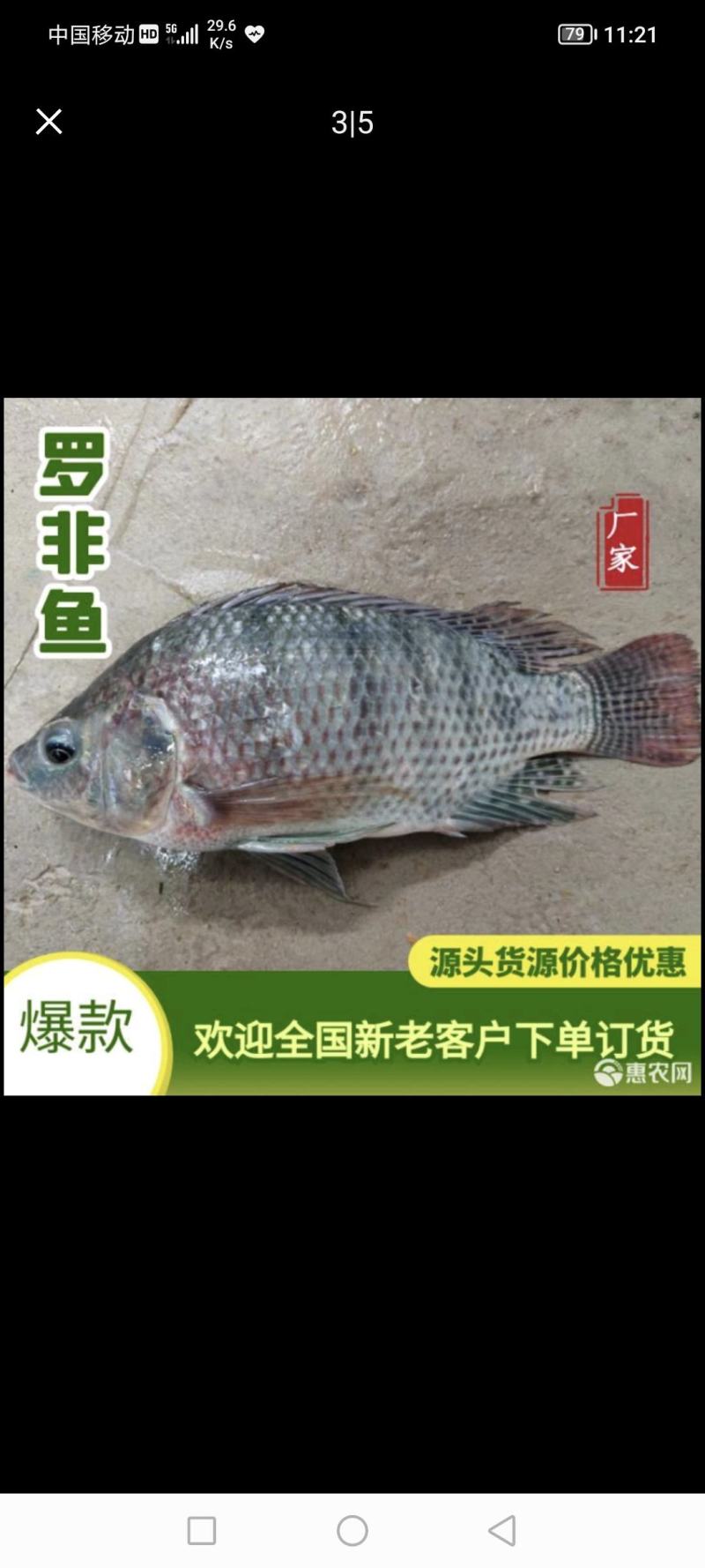 广东优质罗非鱼，餐饮供应/烧烤、液氮冷冻保证口感品质保障