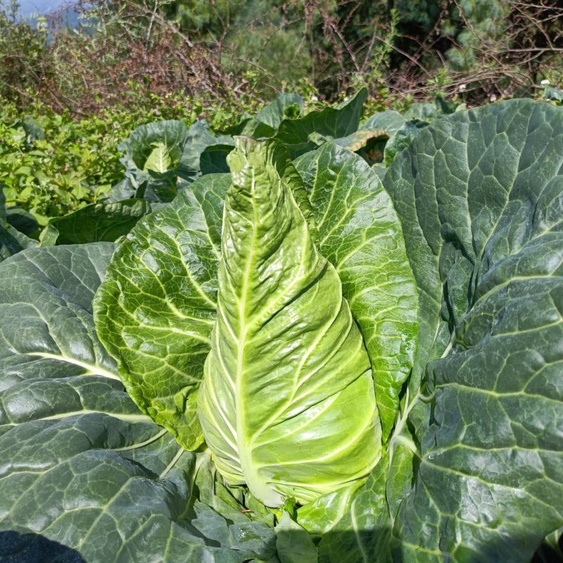牛心甘蓝菜