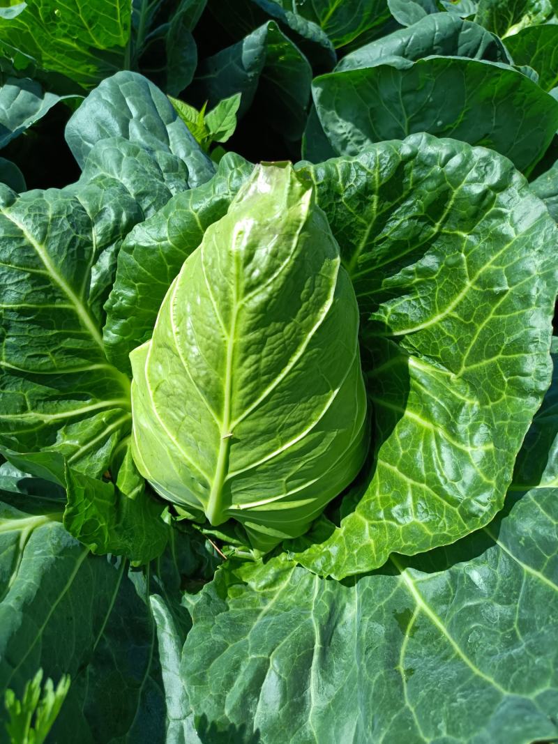 牛心甘蓝菜