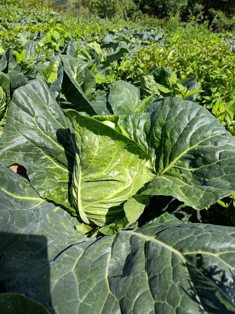 牛心甘蓝菜