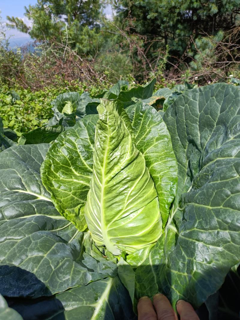 牛心甘蓝菜