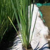 盆栽黄菖蒲