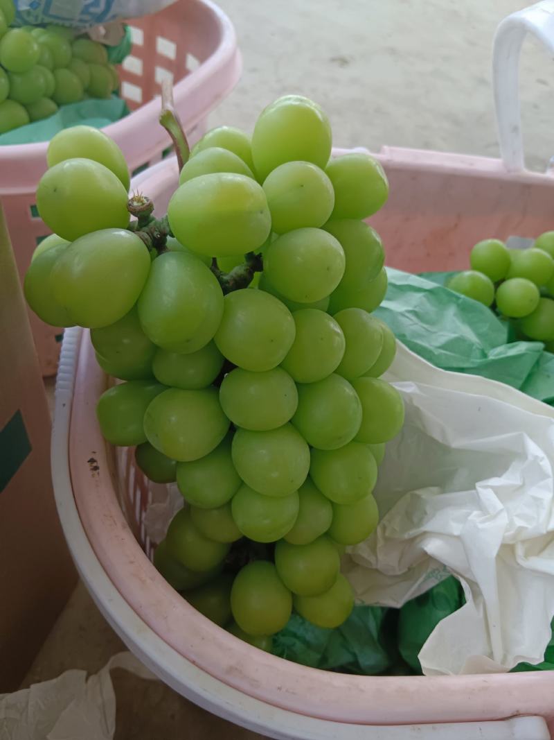 阳光玫瑰批发