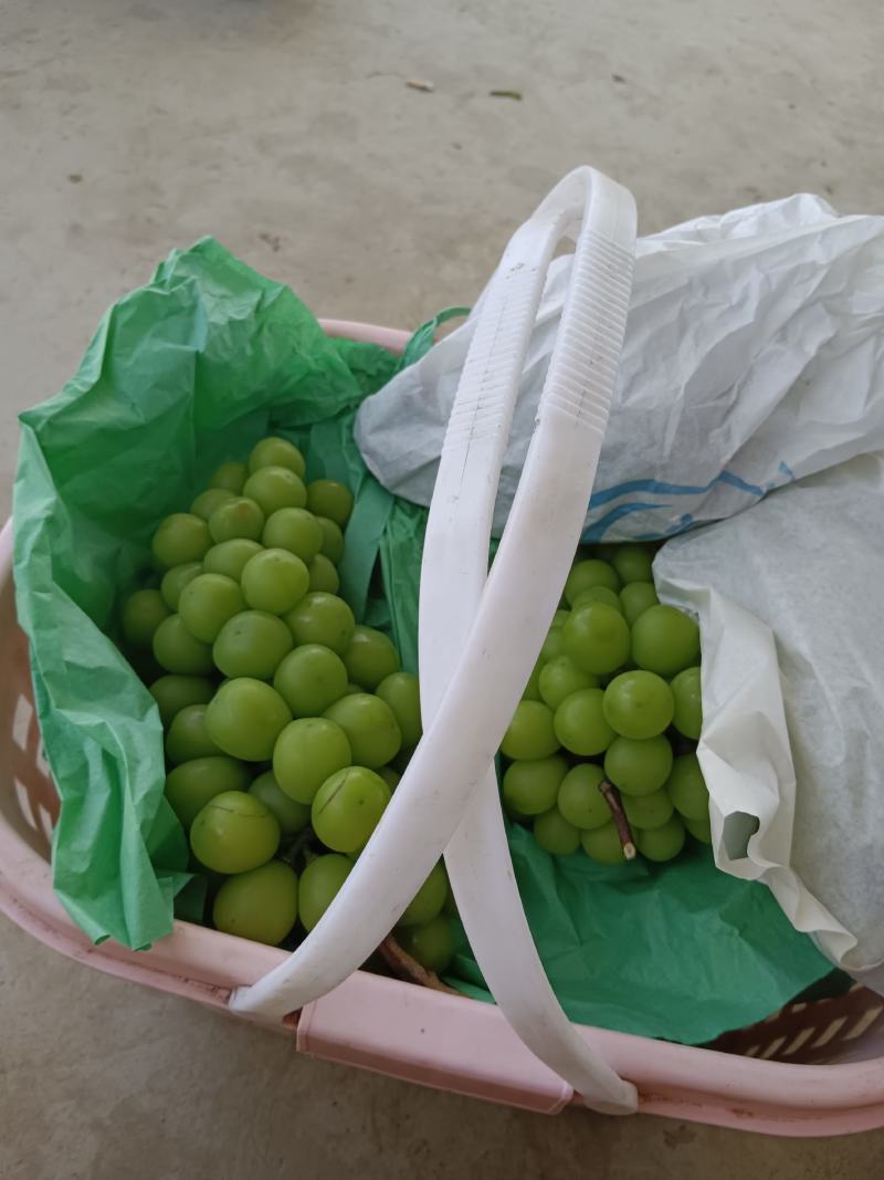 阳光玫瑰批发