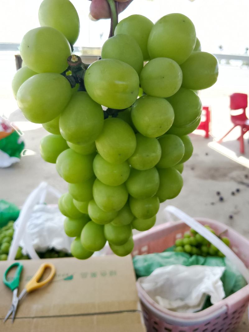 阳光玫瑰批发