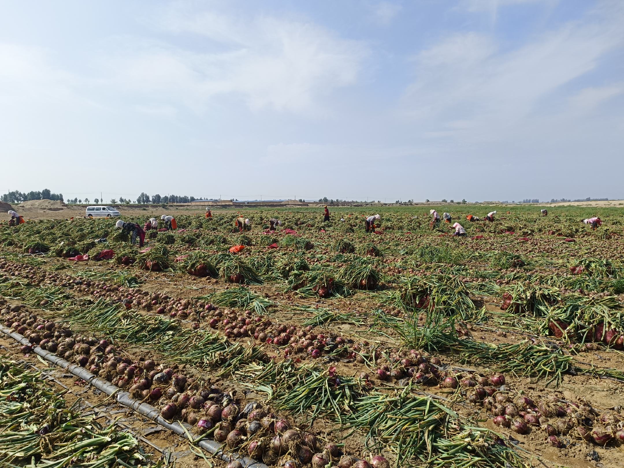 洋葱皮在日常生活中的多种用途展示图