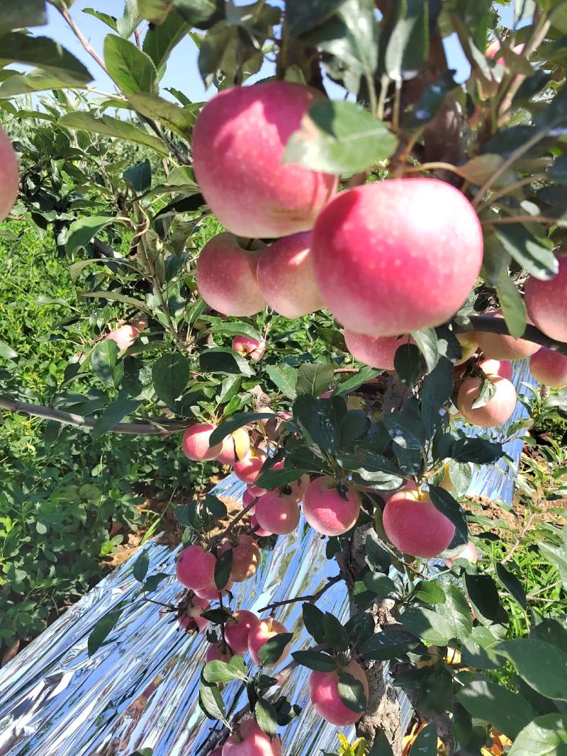 绥中精品嘎啦苹果，新上市的颜色好，皮毛干净