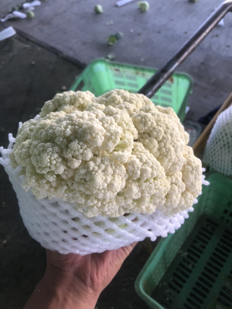 精品有机松花