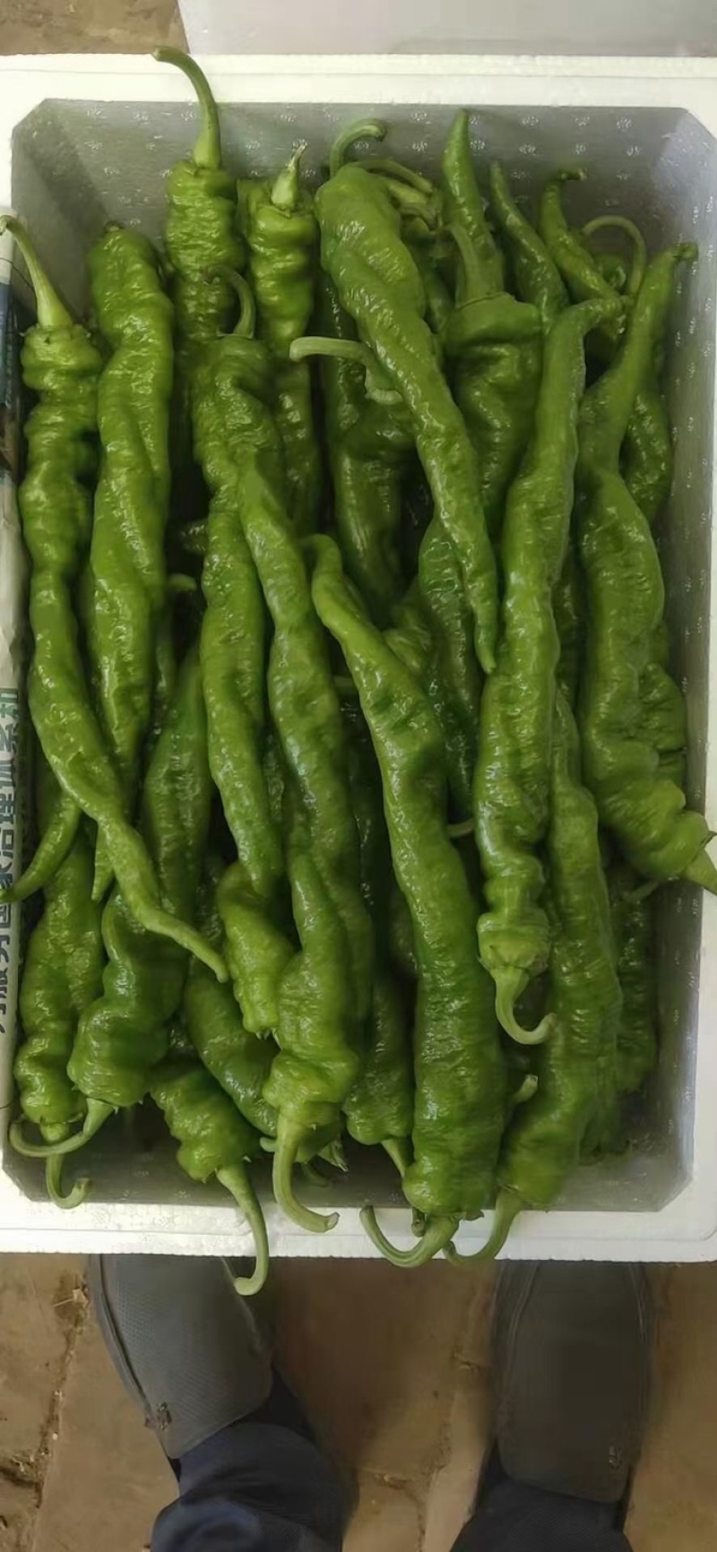 陇椒大量上市