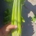 精品西芹