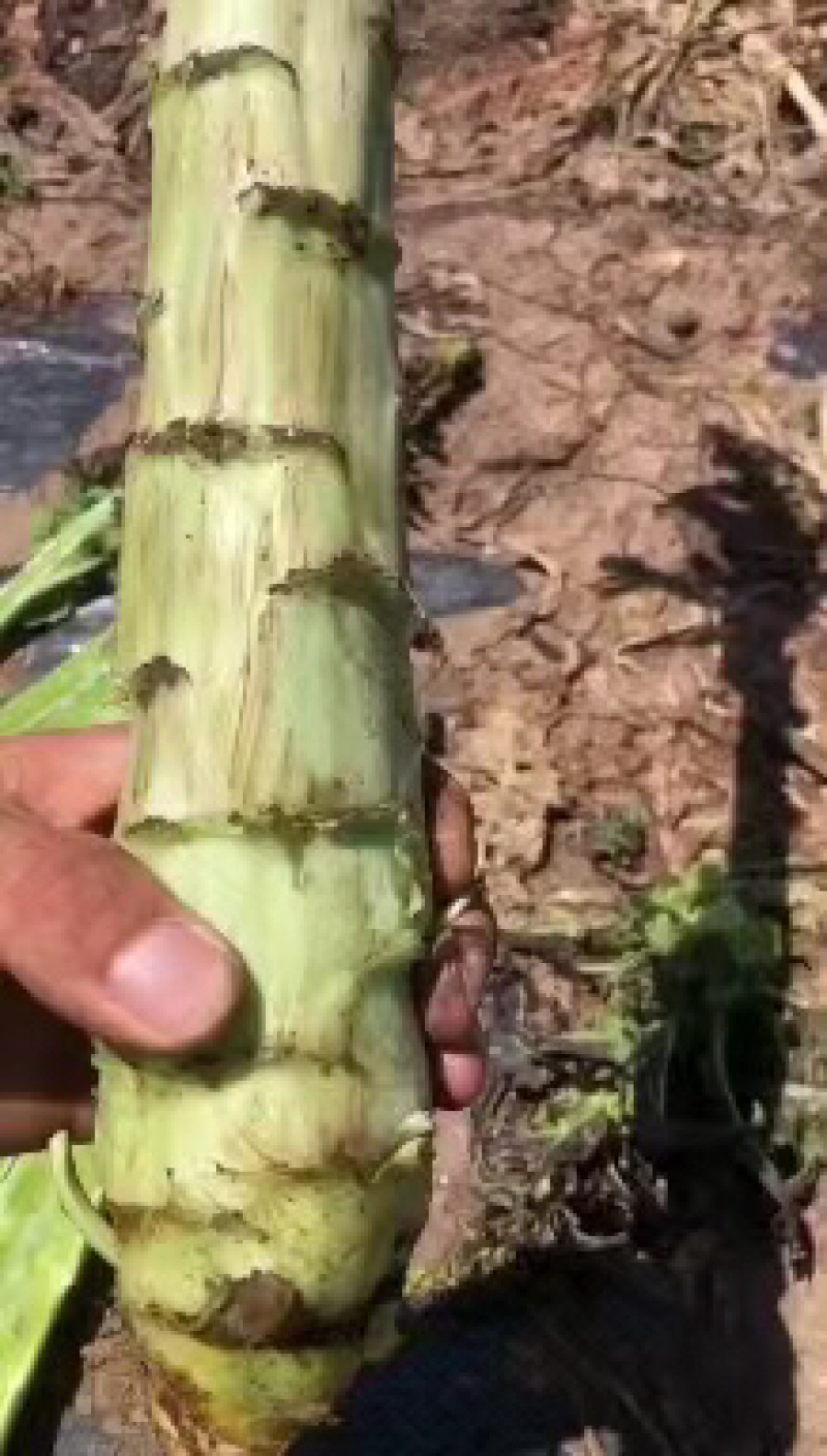 精品莴笋