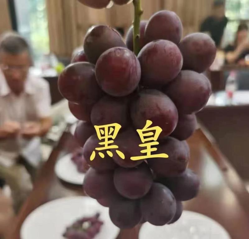 阳光玫瑰葡萄苗产地直销一手货源保质量保纯度