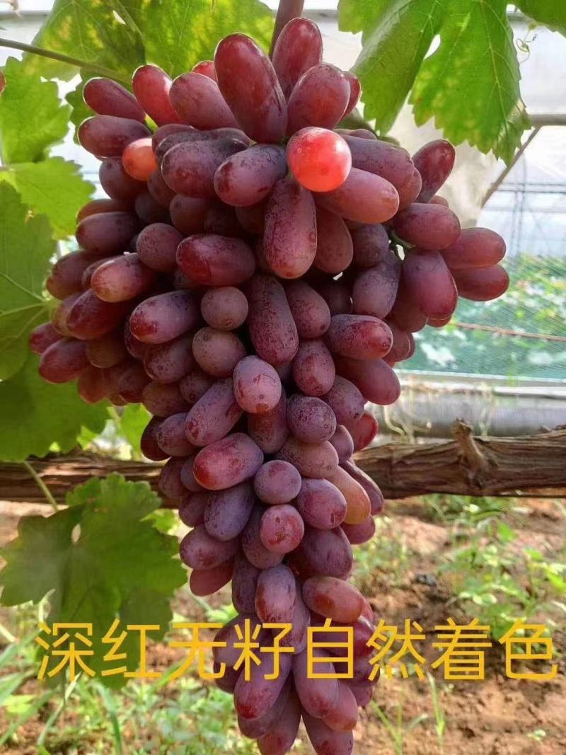 阳光玫瑰葡萄苗产地直销一手货源保质量保纯度