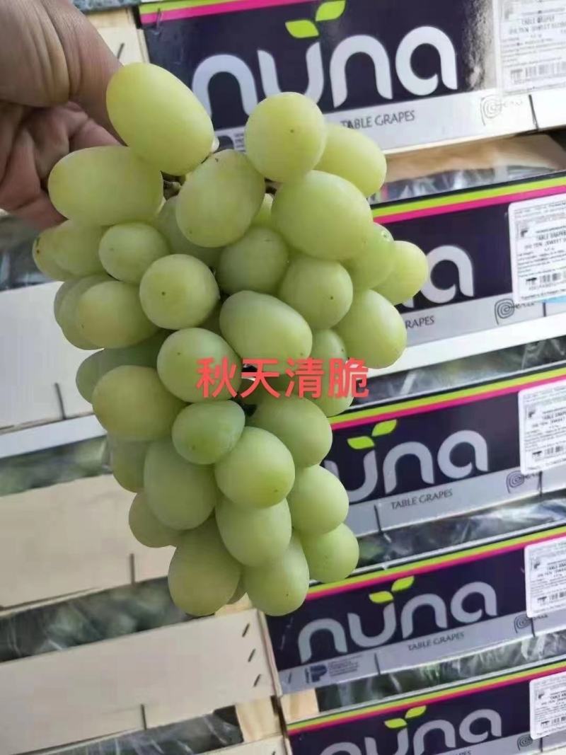 阳光玫瑰葡萄苗产地直销一手货源保质量保纯度