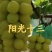 阳光玫瑰葡萄苗产地直销一手货源保质量保纯度