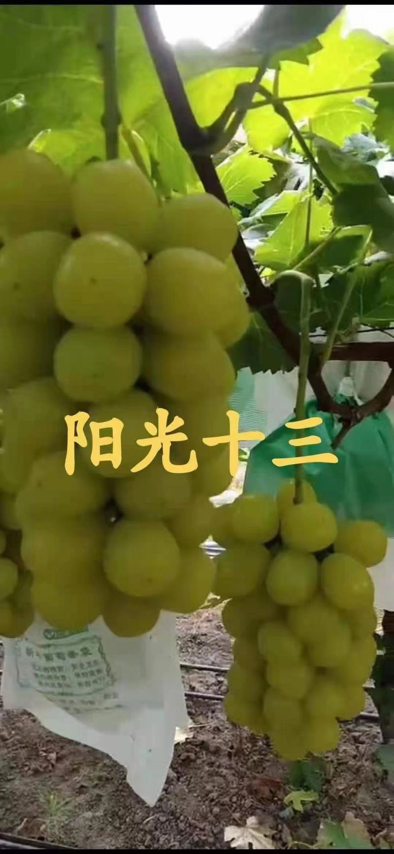 阳光玫瑰葡萄苗产地直销一手货源保质量保纯度