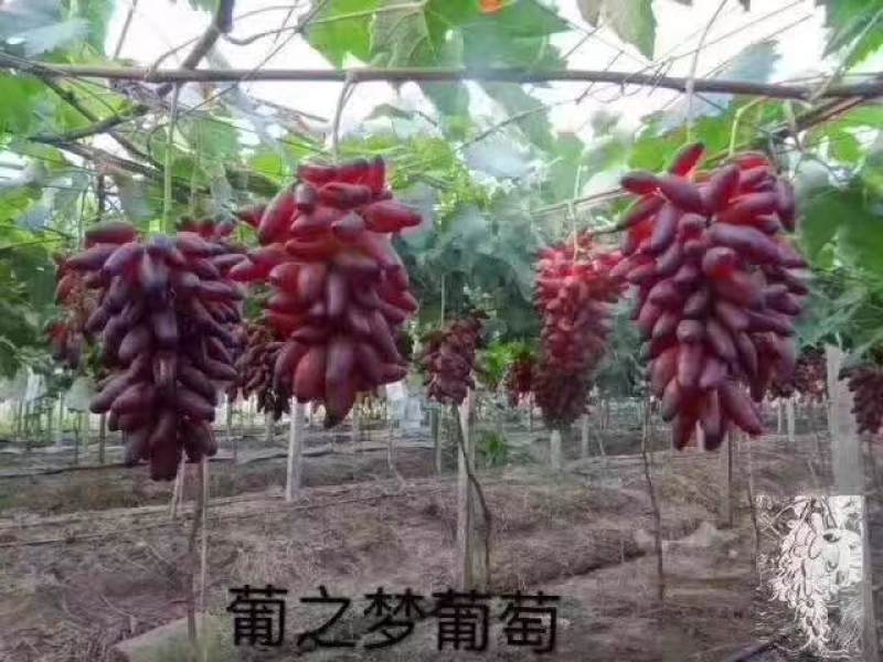 阳光玫瑰葡萄苗产地直销一手货源保质量保纯度