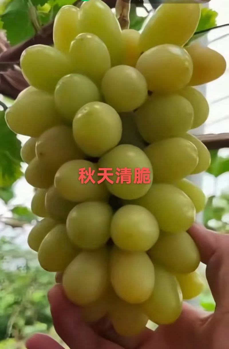 阳光玫瑰葡萄苗产地直销一手货源保质量保纯度