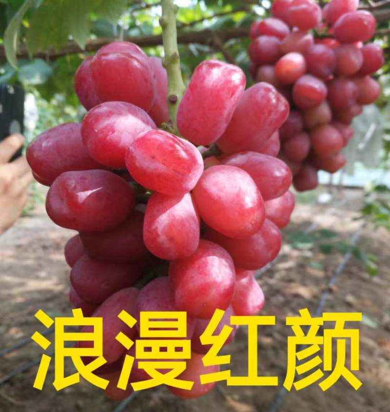 阳光玫瑰葡萄苗产地直销一手货源保质量保纯度