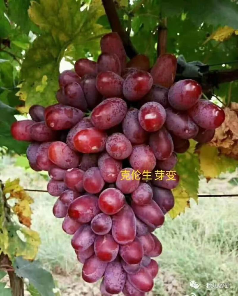 阳光玫瑰葡萄苗产地直销一手货源保质量保纯度