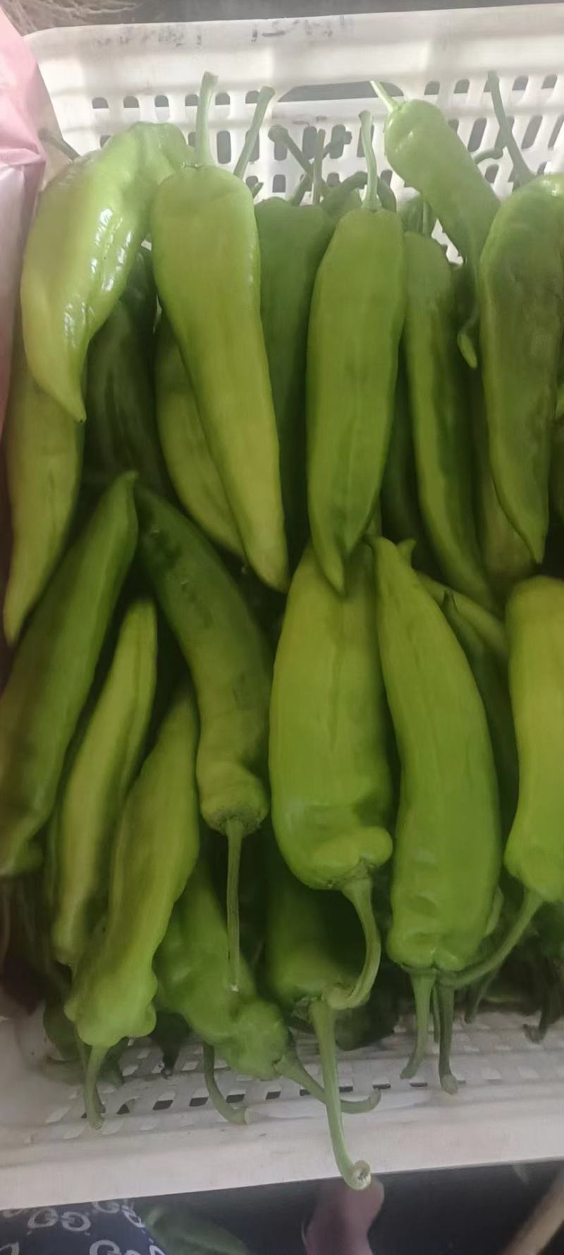土豆，土豆精品，土豆希森精品土豆，大量有货，