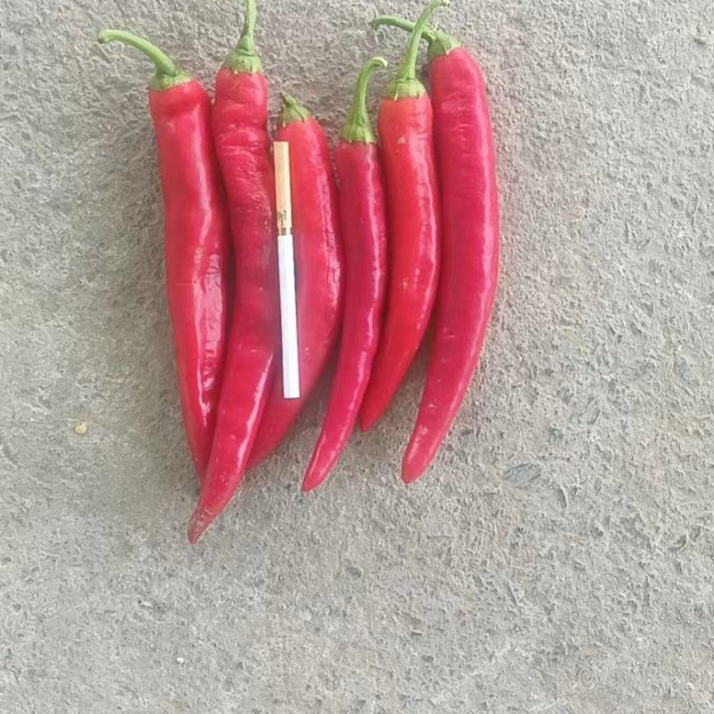 土豆，土豆精品，土豆希森精品土豆，大量有货，