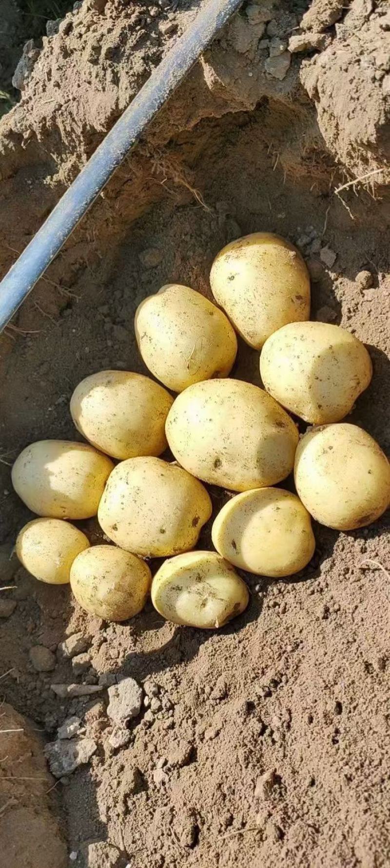 土豆，土豆精品，土豆希森精品土豆，大量有货，
