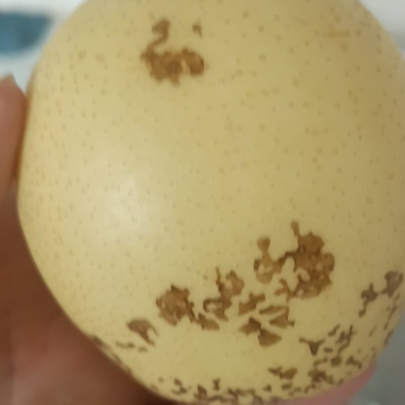 下雨纸袋没伤梨，就是不好看处理