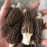 【推荐】精品羊肚菌干货羊肚菌批发零售基地直发保质保量